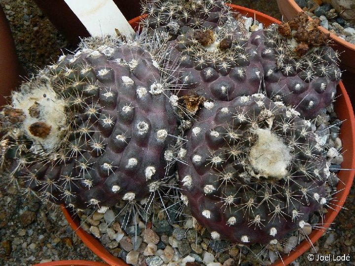 Copiapoa humilis clone1 P1300996